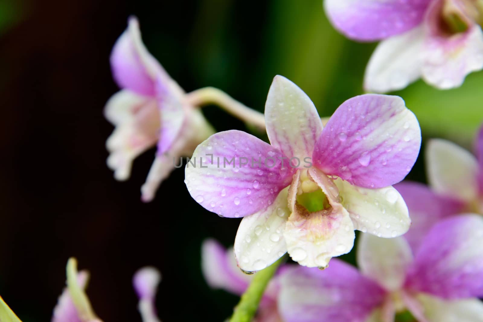 Flowers Orchid ( Dendrobium pink ) on green leaves background
