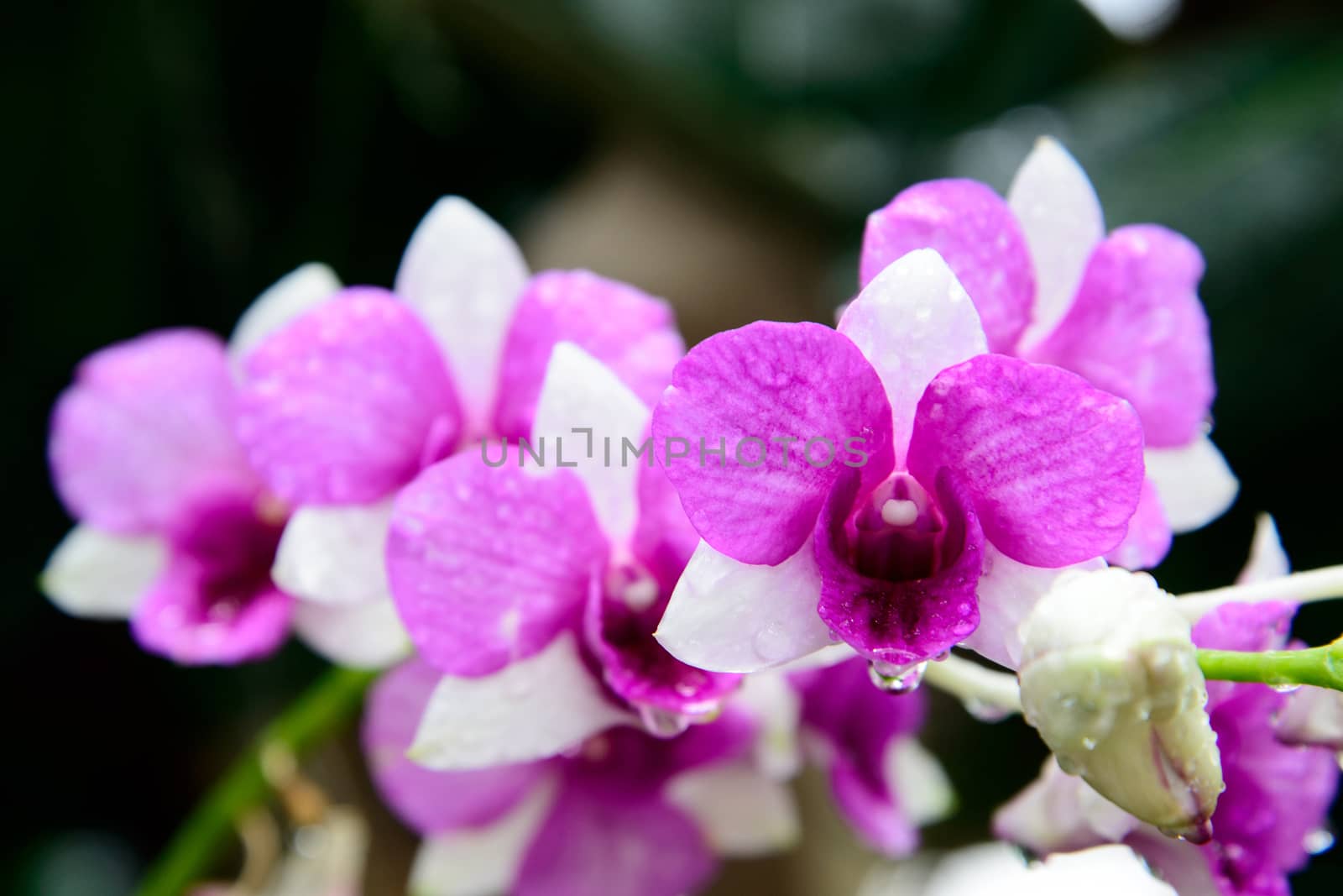 Flowers Orchid ( Dendrobium pink ) on green leaves background by jakgree