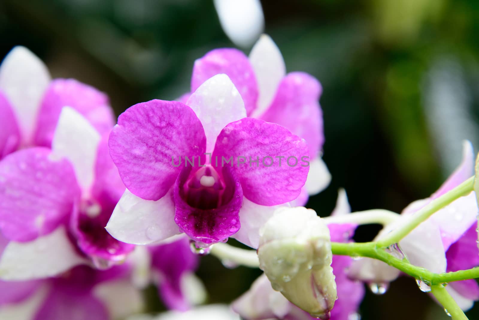 Flowers Orchid ( Dendrobium pink ) on green leaves background