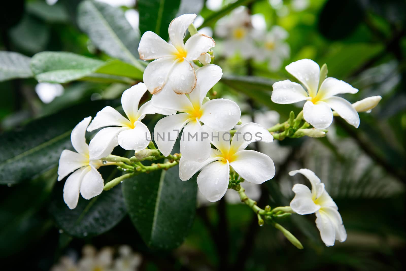 White Frangipani flower after rain  by jakgree