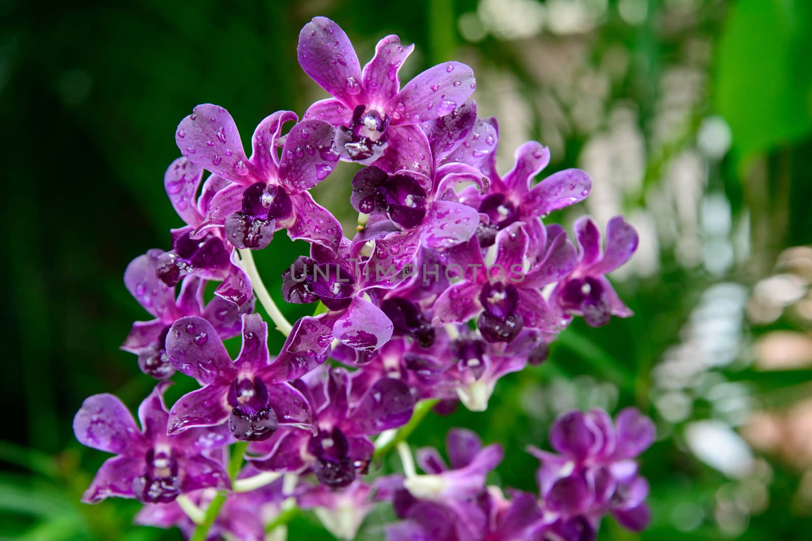 Rhynchostylis gigantea var purple orchids , Genus is Rhynchostylis