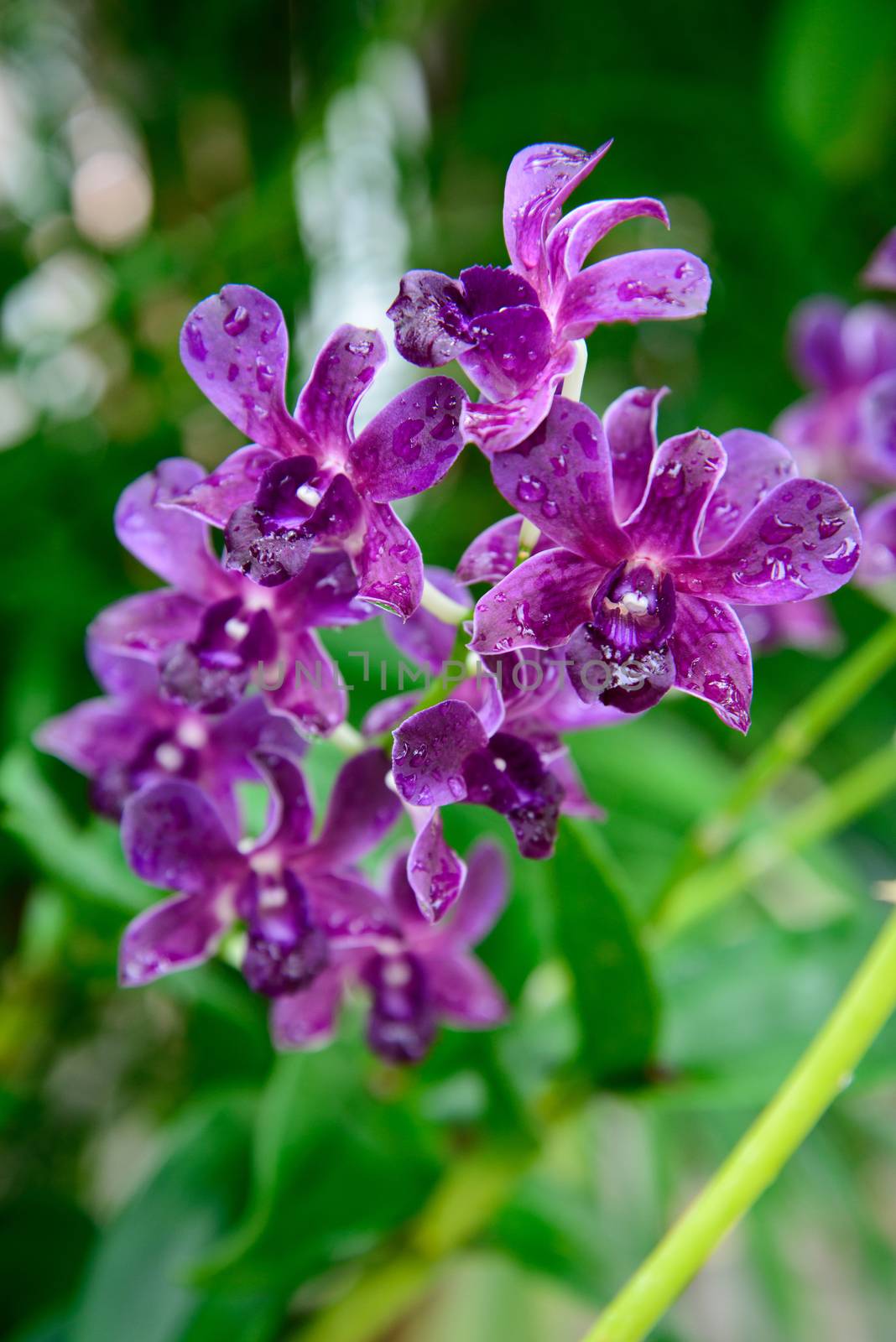 Rhynchostylis gigantea var purple orchids , Genus is Rhynchostylis