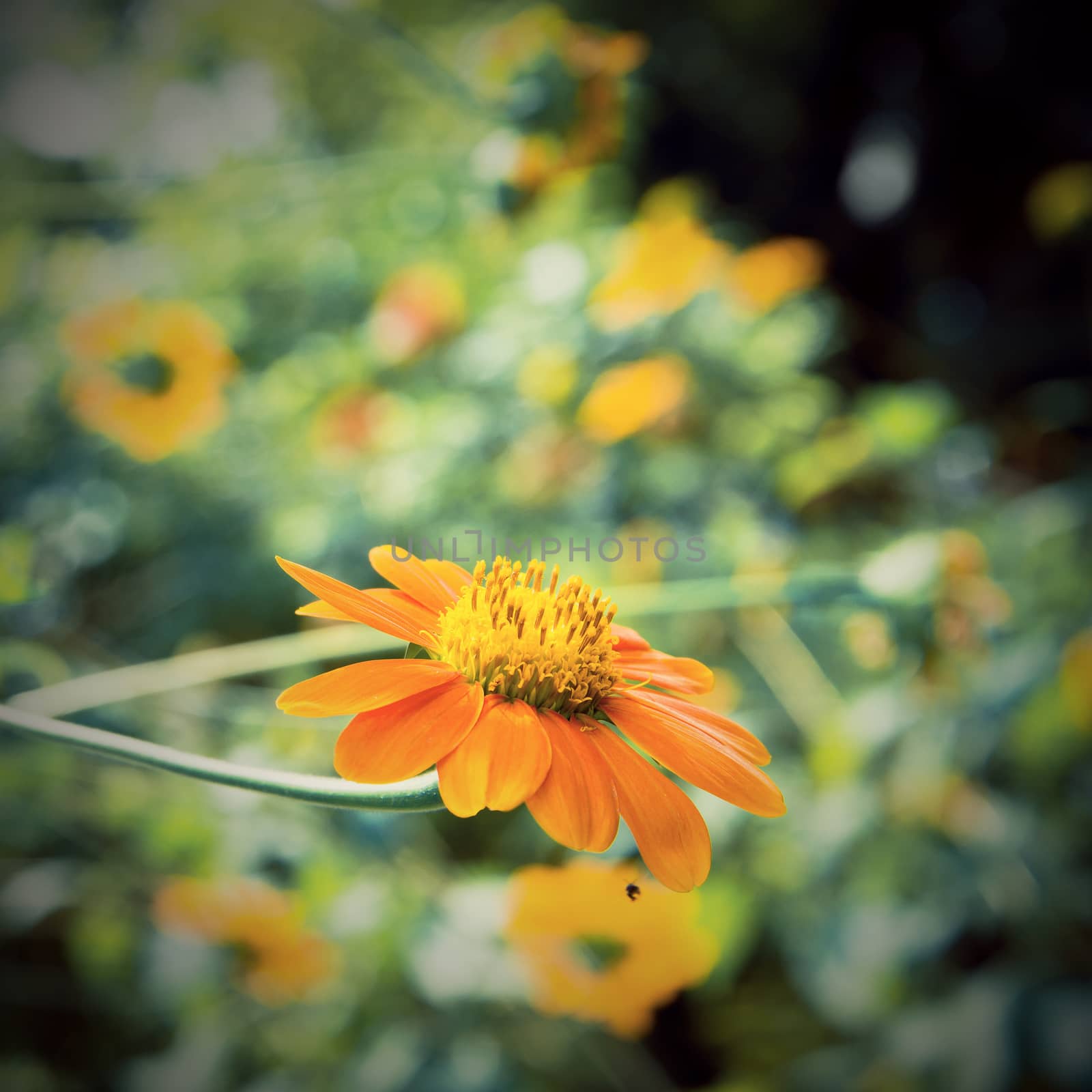 A close up of a Mexican Sunflower (vintage tone style) by jakgree