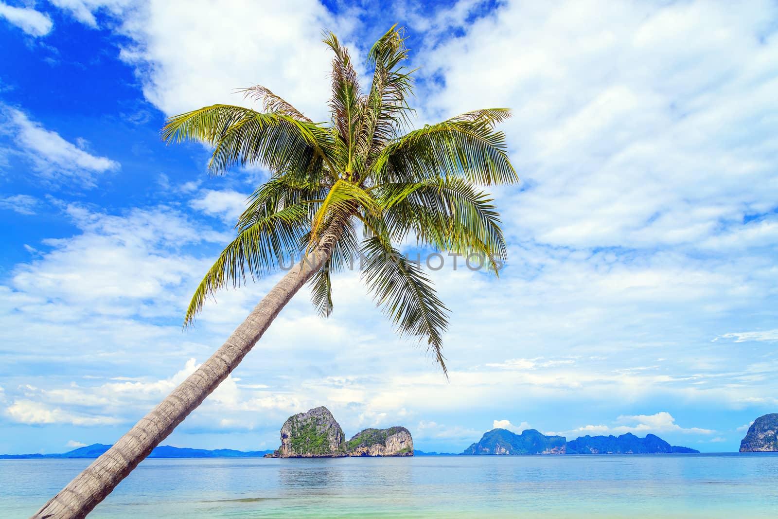 Coconut tree and beach at Ngai Island, an island in the Andaman  by jakgree