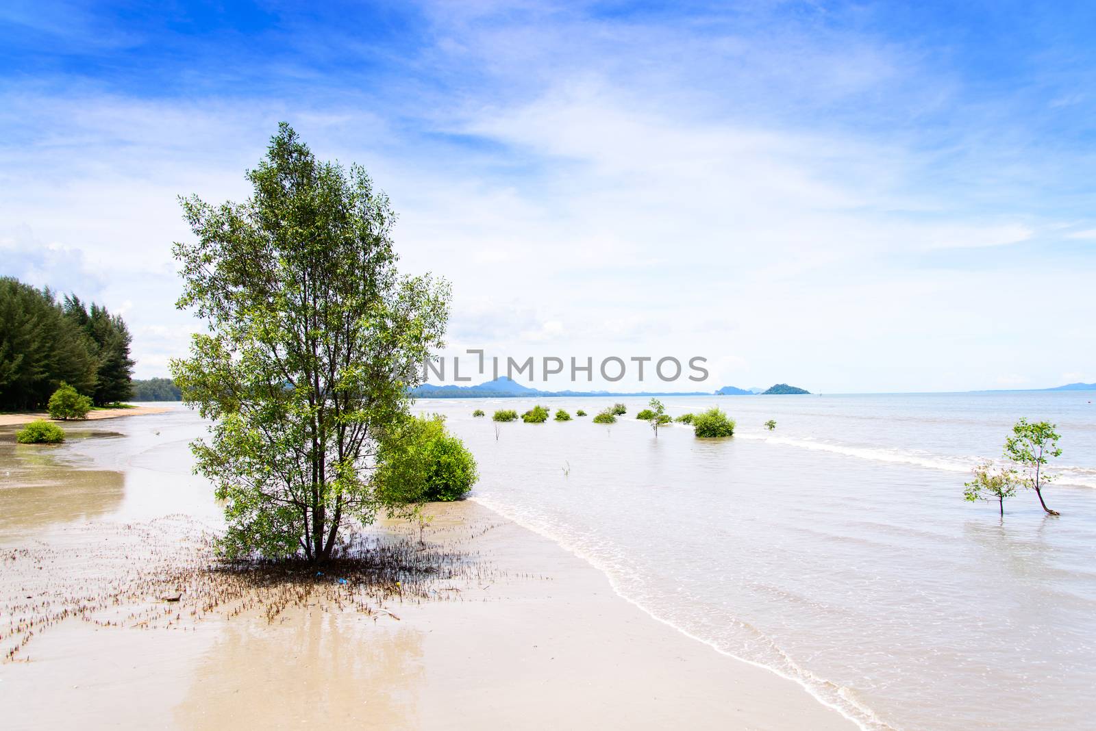 lanscape of tropical beach with mangrove tree in southern of Tha by jakgree