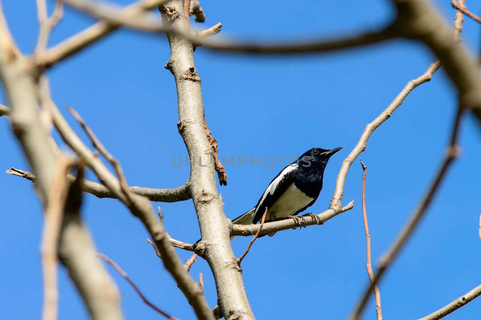 Magpie perching on a tree by jakgree