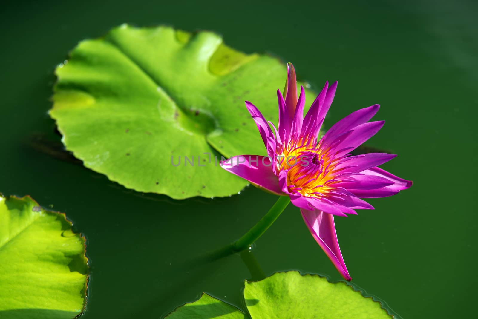 Close-up of colorful purple water lily by jakgree