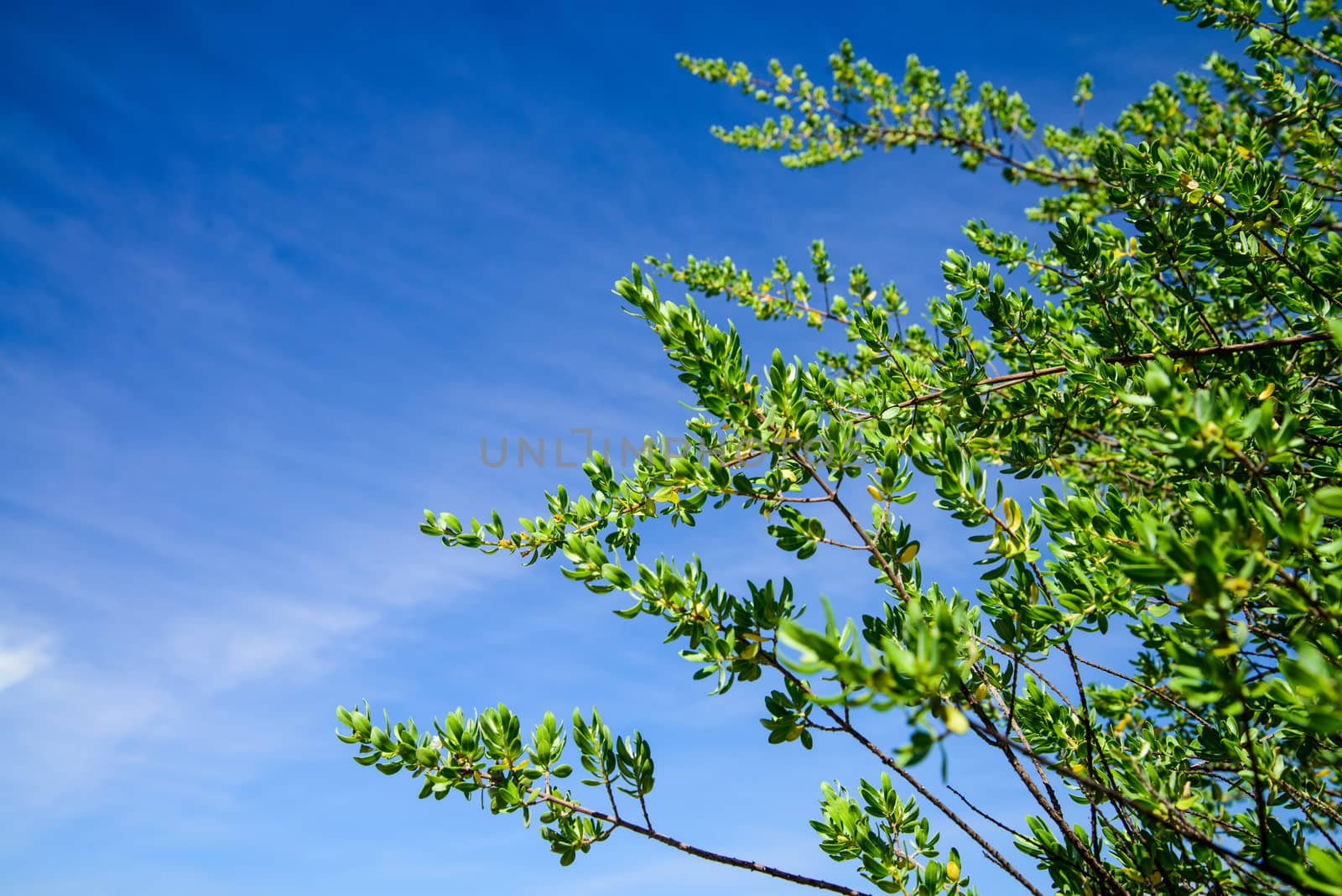 Mangrove tree Leaves against blue sky by jakgree