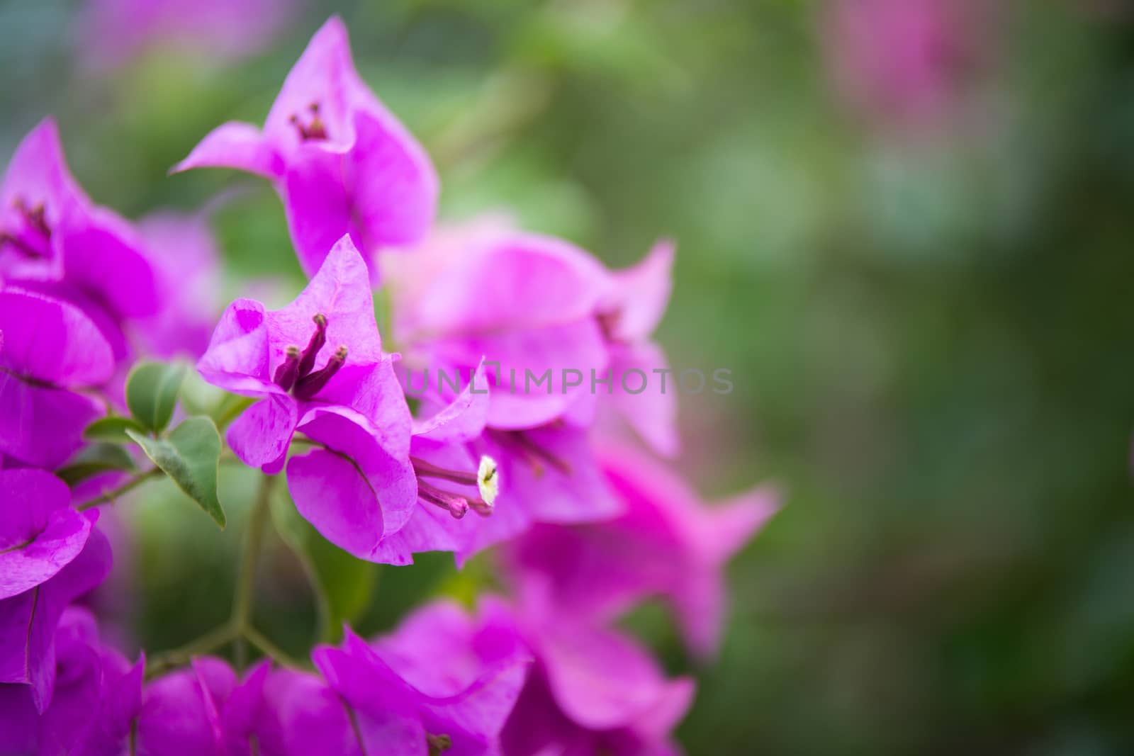 Bougainvillea blooms in the garden, soft focus