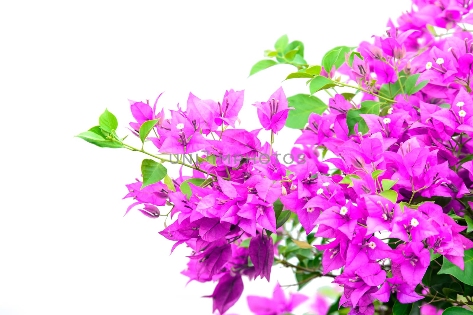 image of bright Bougainvillea isolate on white by jakgree