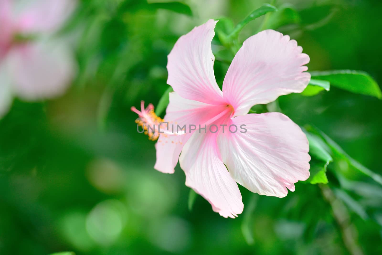 Vivid pink hibicus is blooming