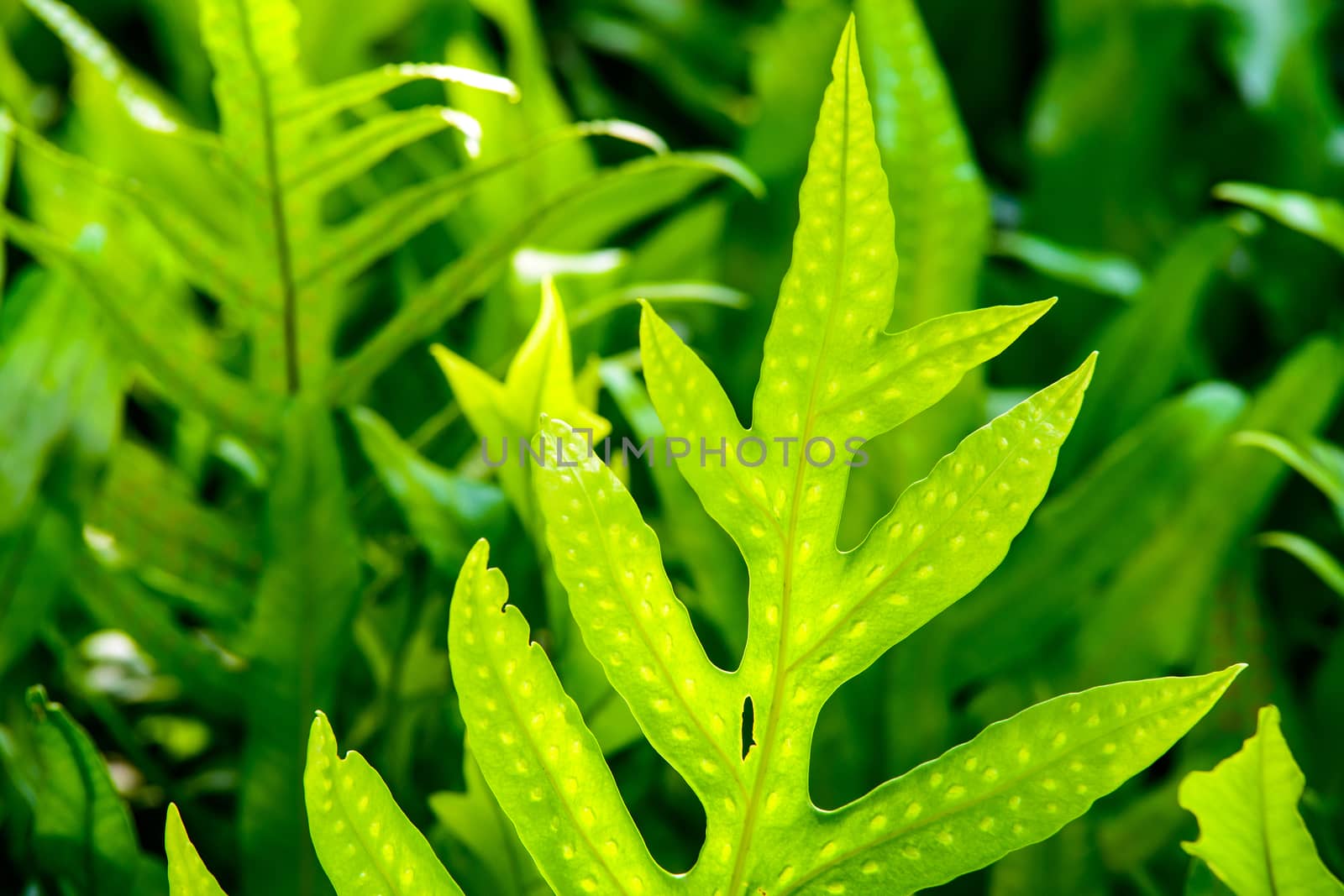Fresh green fern leaves 
