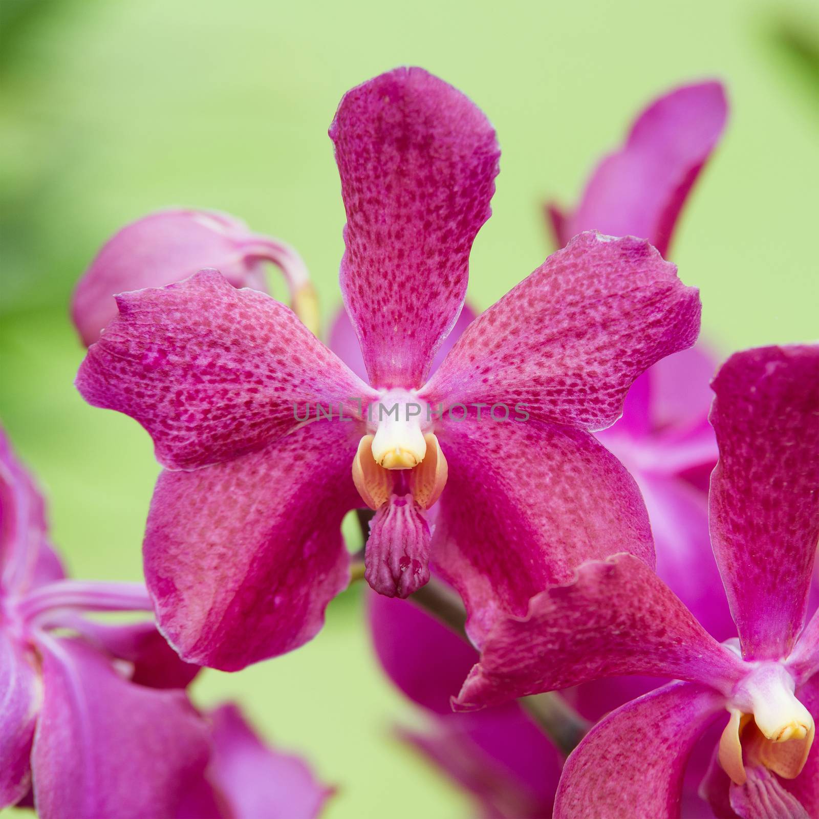 Purple fresh orchid flower
