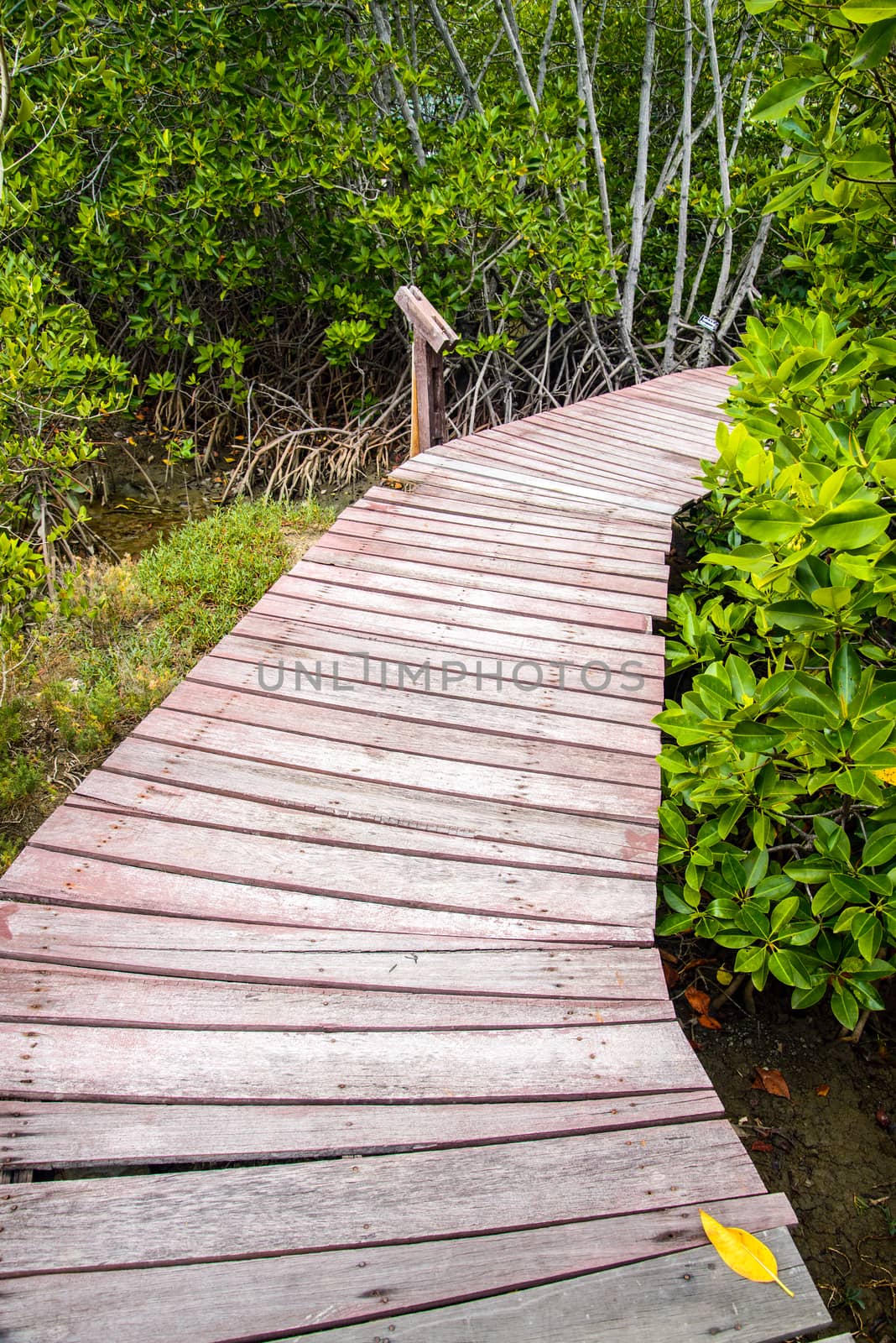 Wooden bridge through the mangrove reforestation by jakgree
