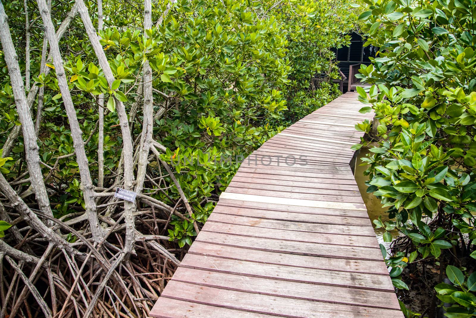 Wooden bridge through the mangrove reforestation by jakgree