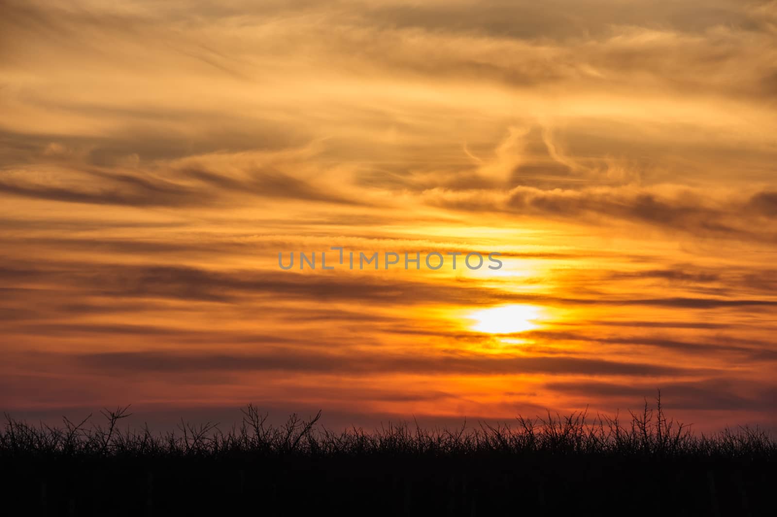 silhouettes of trees on dramatic orange sunset