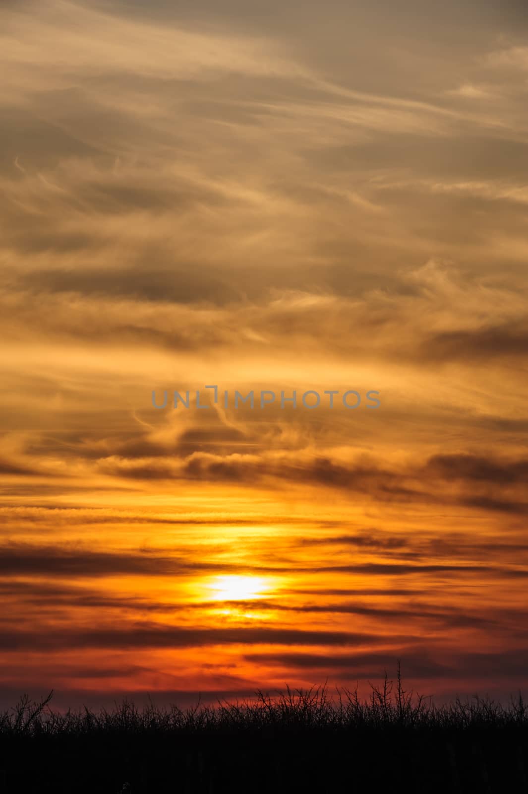 silhouettes of trees on dramatic orange sunset