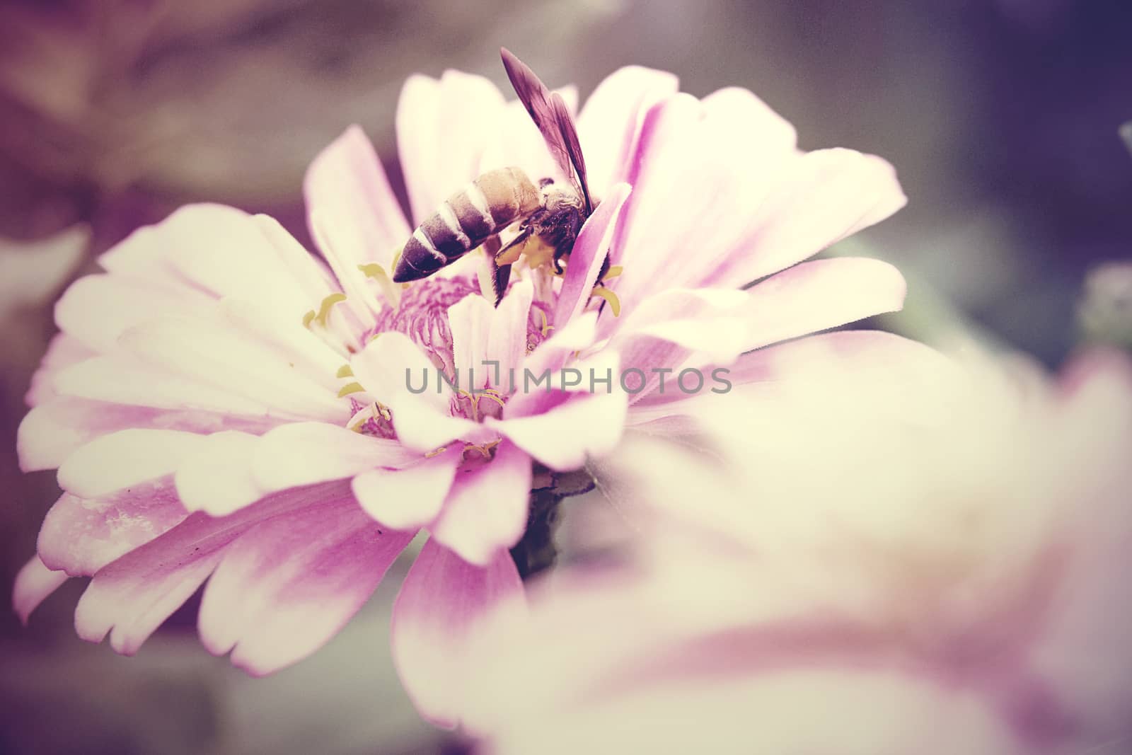 Vintage tone of Hover flies on pink Zinnia