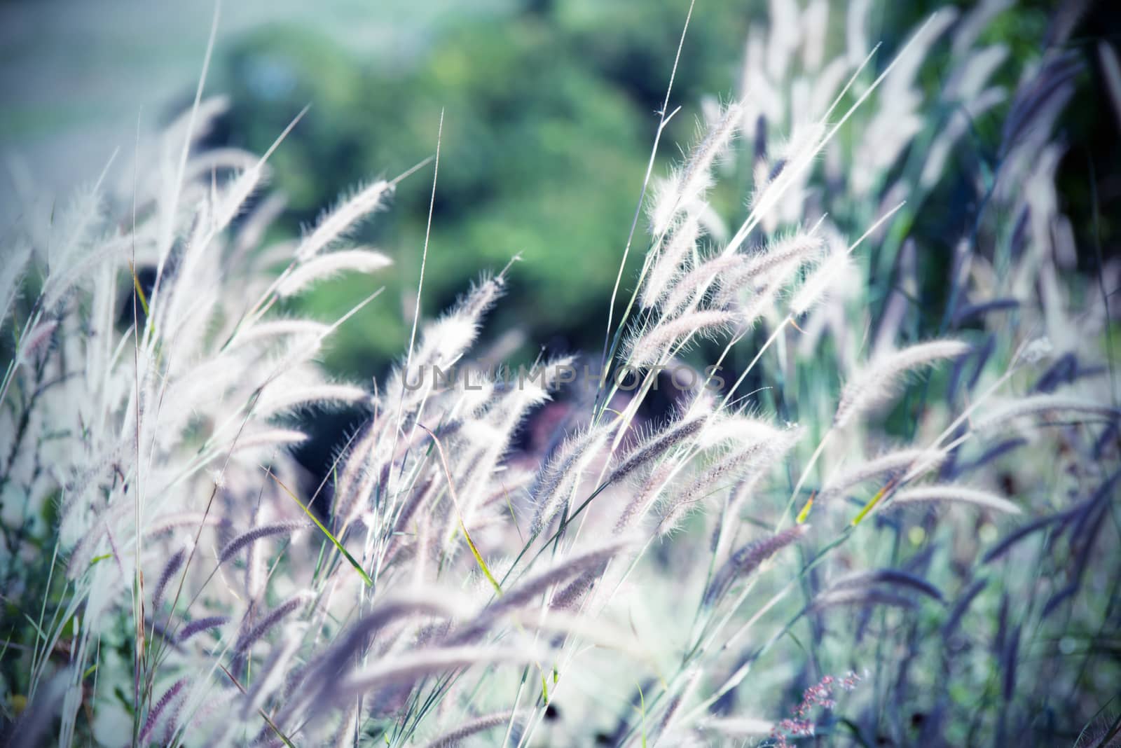 Vintage tone flower of grass in evening time 