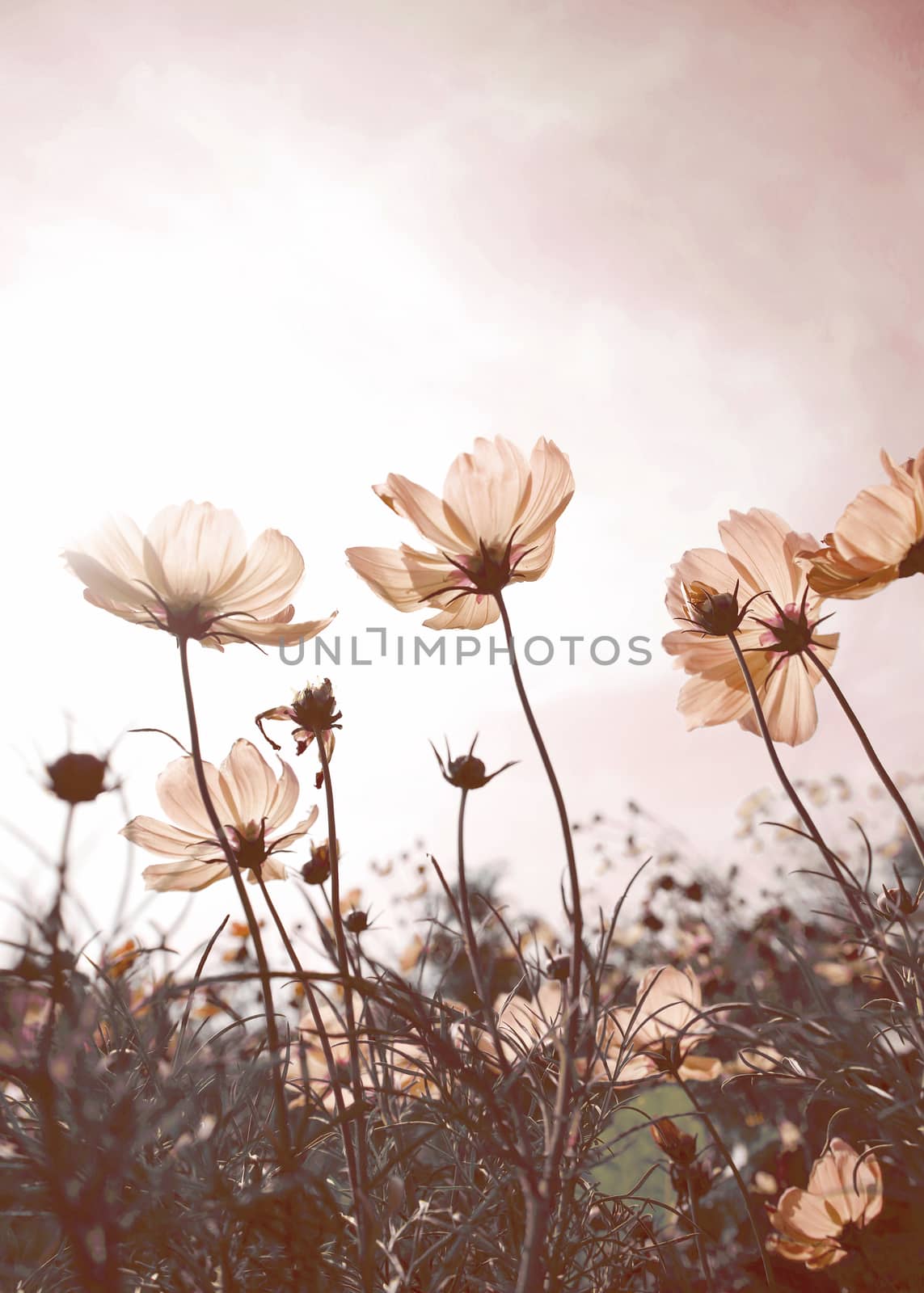Vintage Cosmos flowers in sunset time