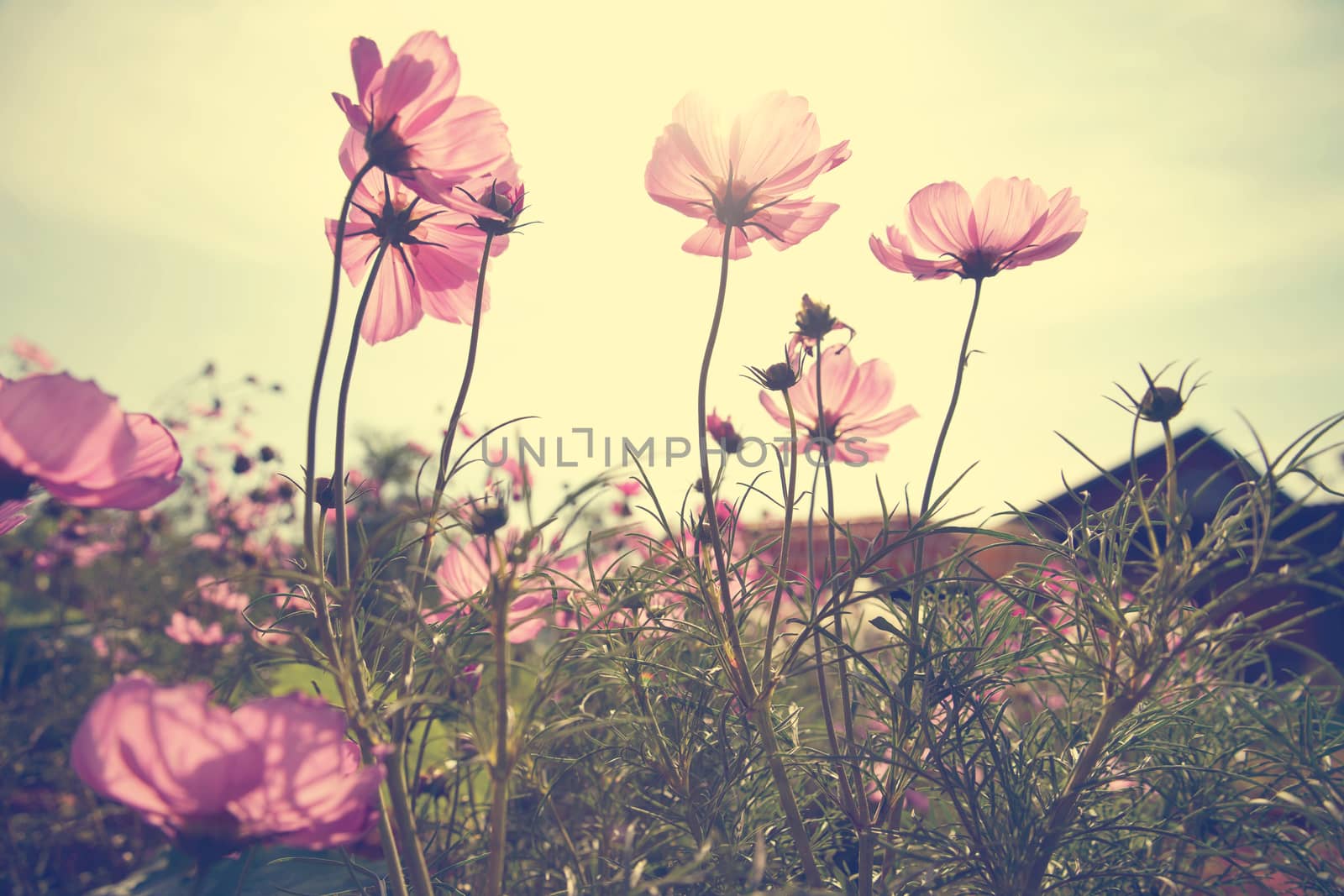 Vintage Cosmos flowers in sunset time by jakgree
