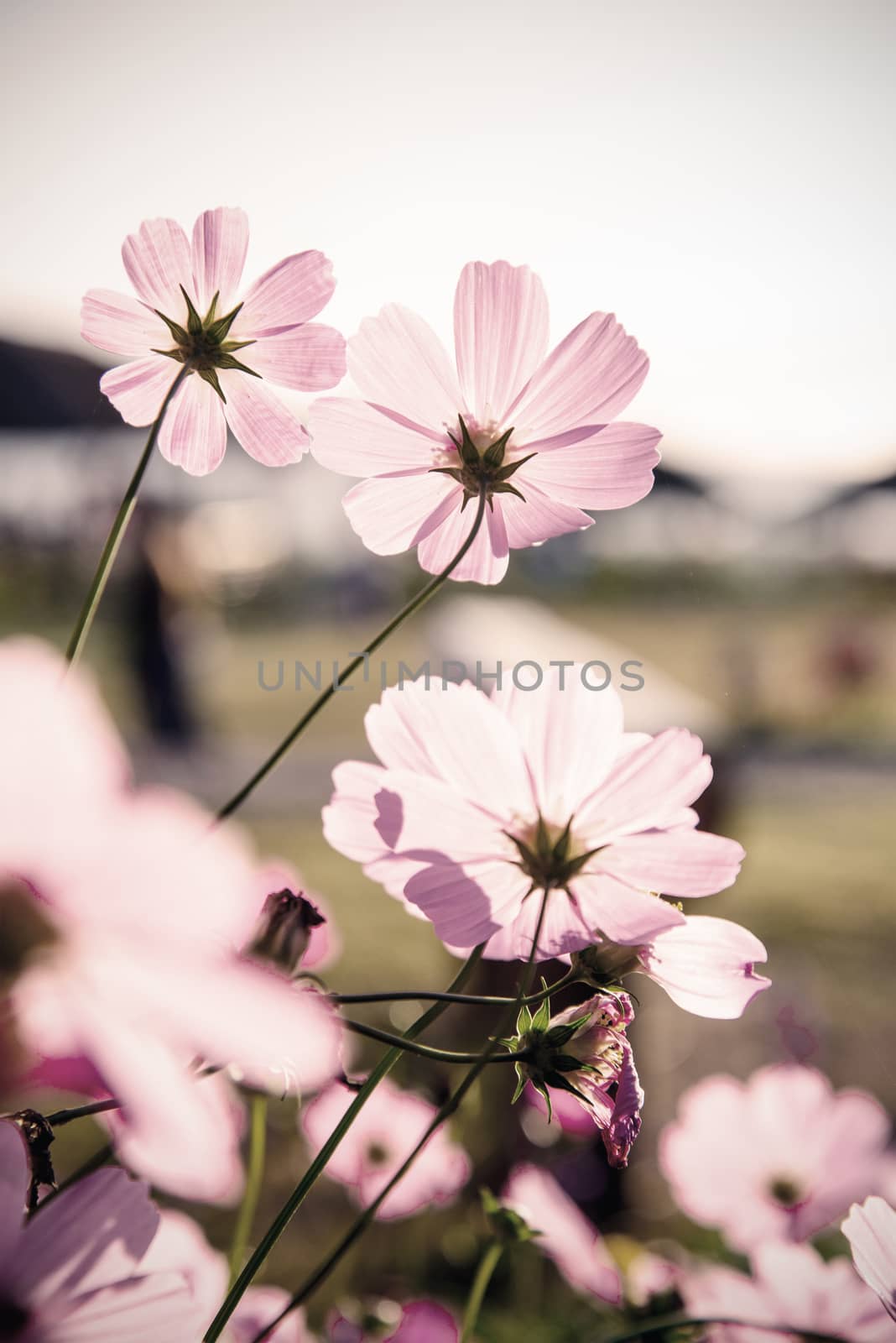 Cosmos flowers (vintage tone)  by jakgree