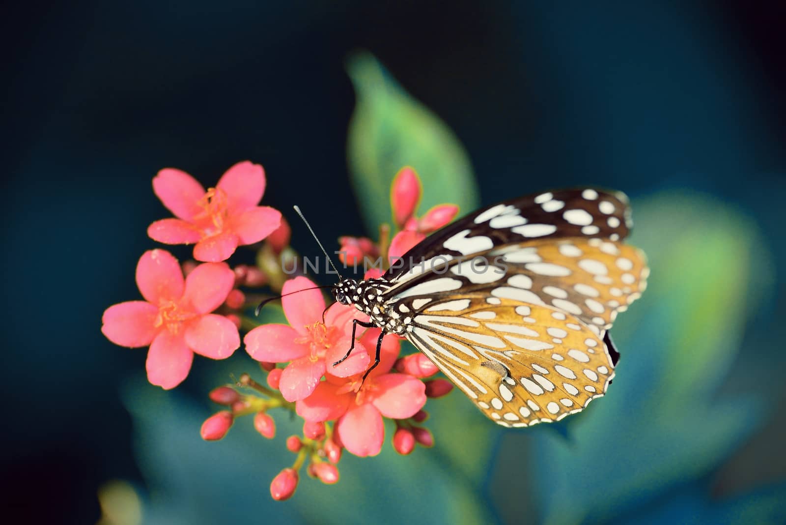 beautiful butterfly sitting in the flower (vintage tone style)