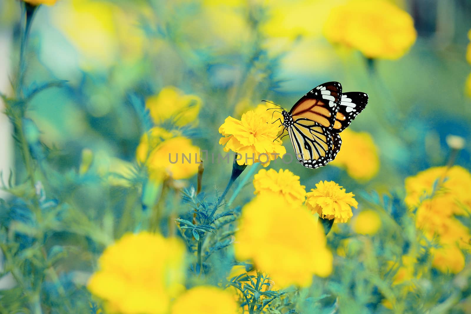 beautiful butterfly sitting in the flower (vintage tone style)