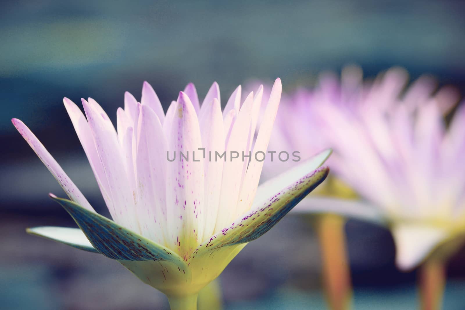 Close-up ofl pink water lily (Vintage tone style)