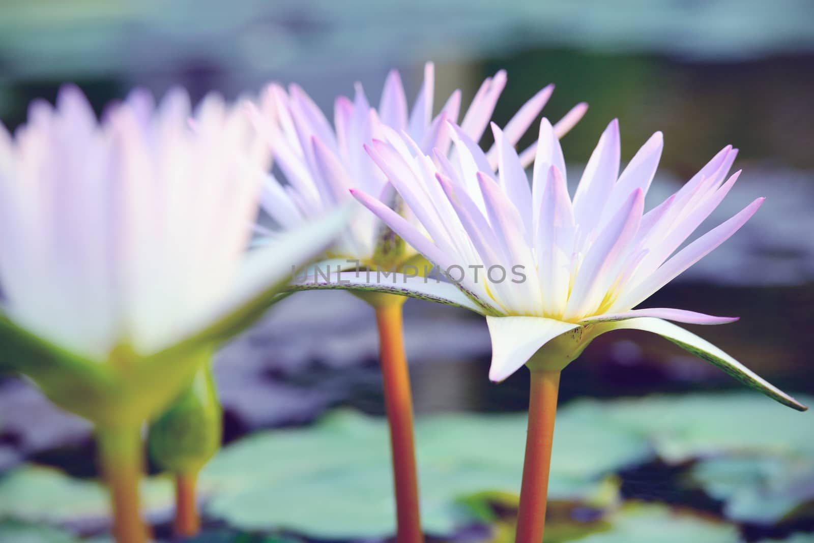 Close-up ofl pink water lily (Vintage tone style) by jakgree