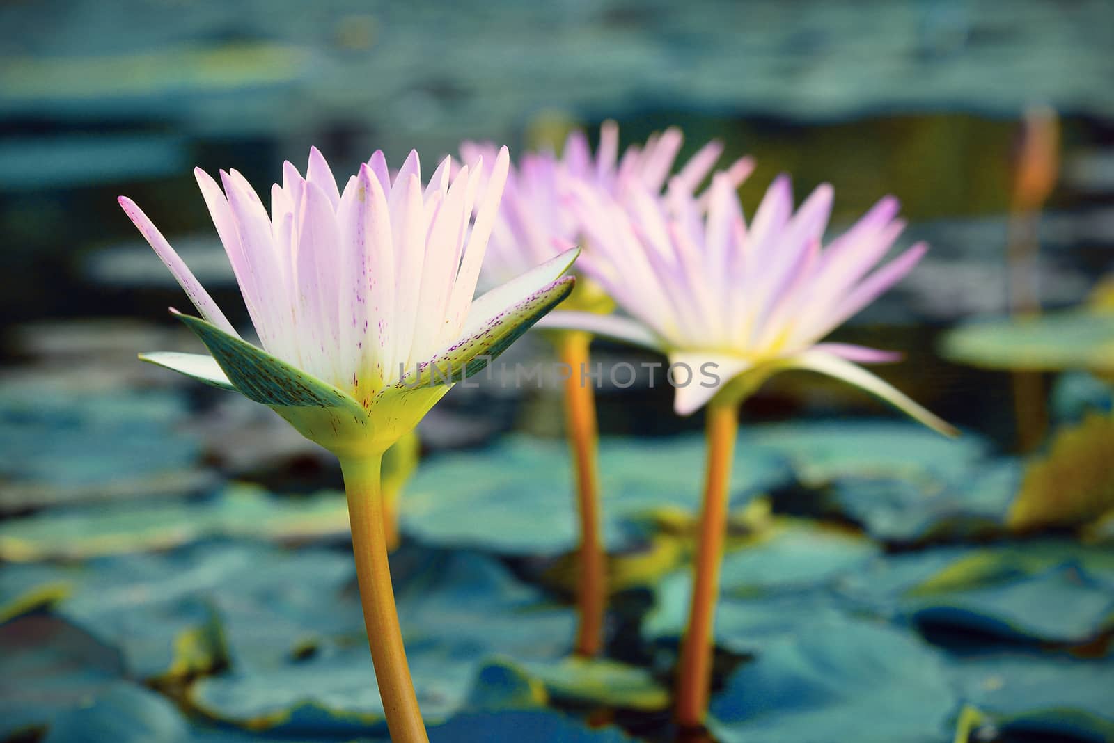 Close-up ofl pink water lily (Vintage tone style) by jakgree