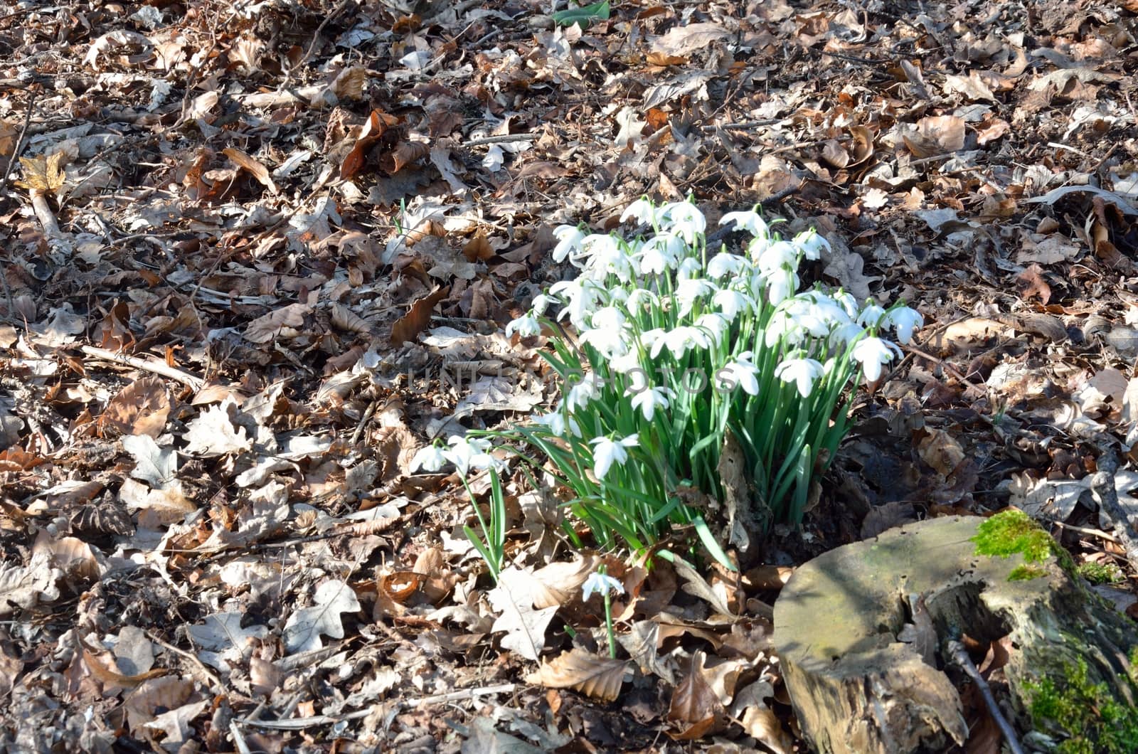 small group of snowdrops in wood