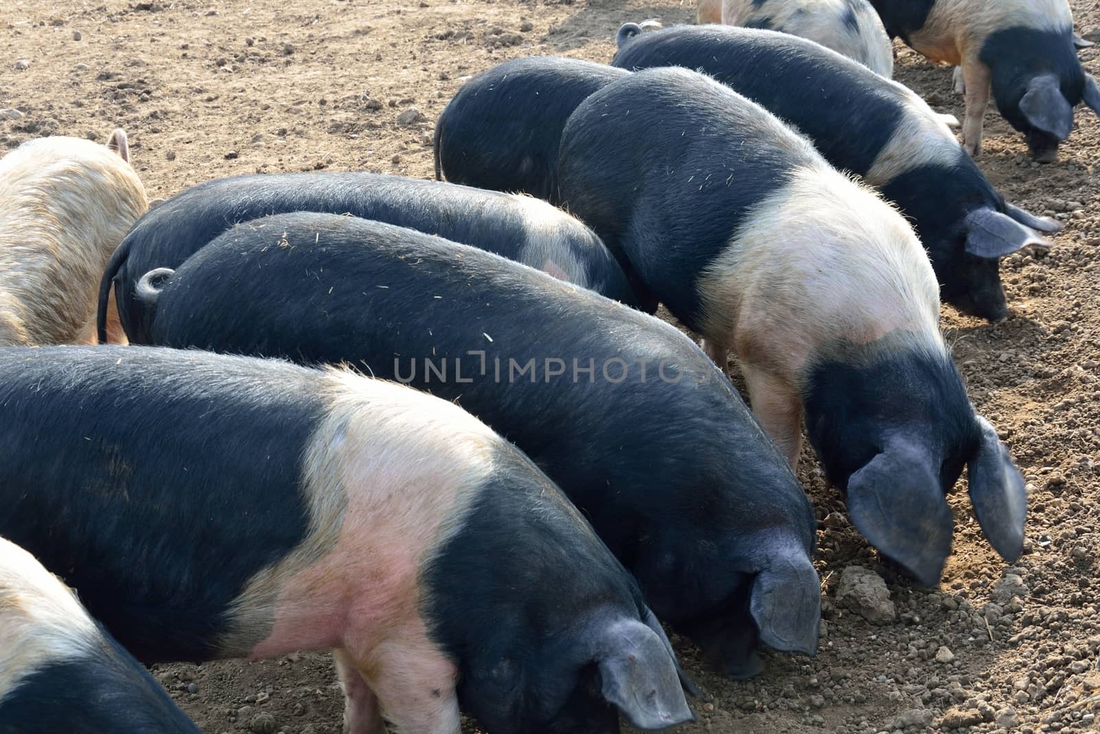 Pigs feeding outdoors by pauws99