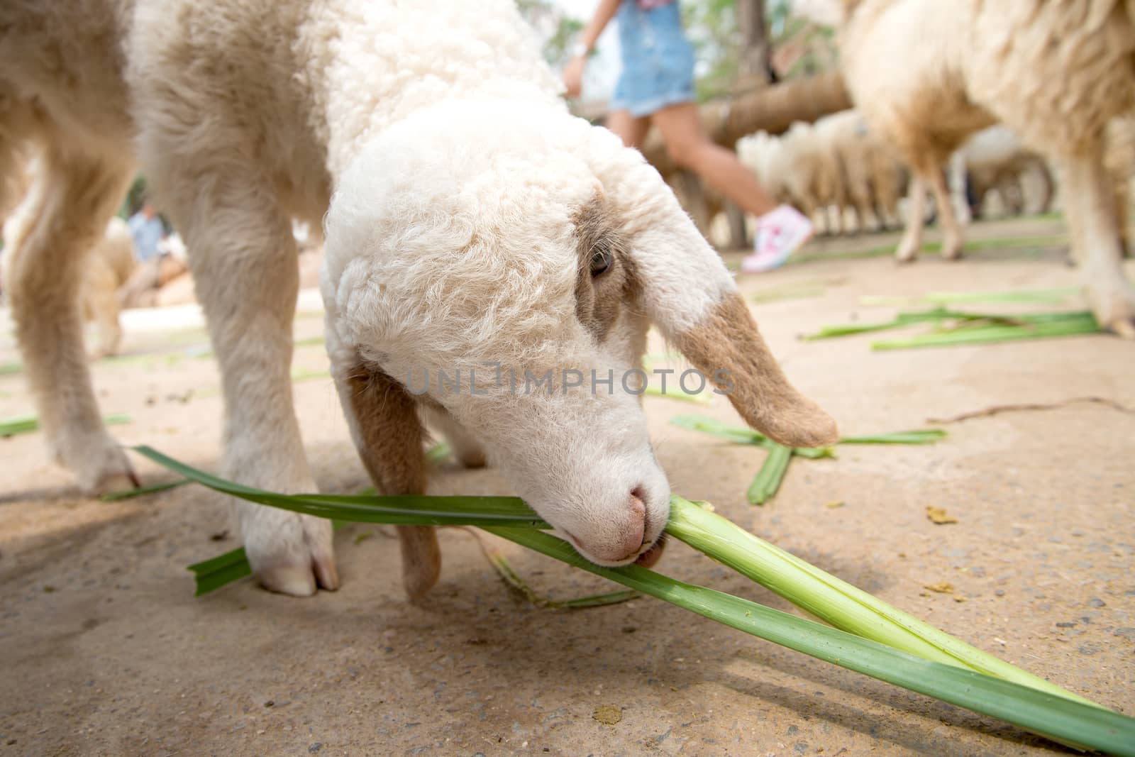 grazing sheep by jakgree