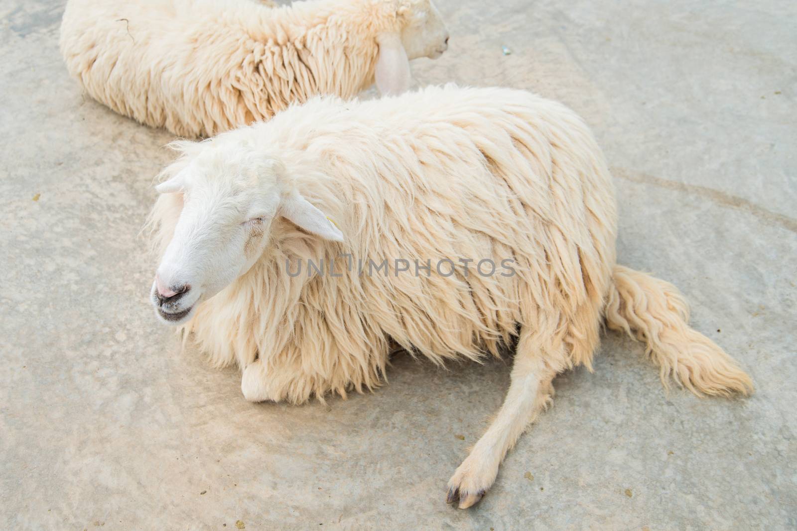 White Woolly Sheep