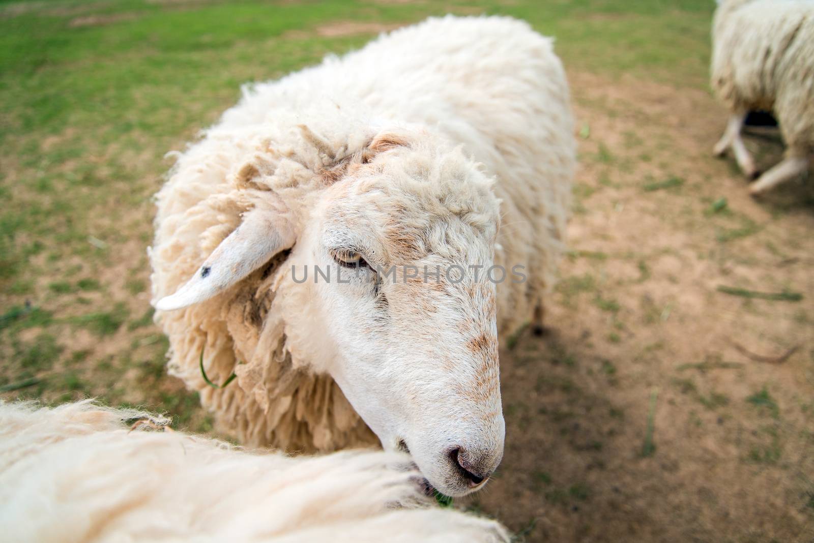 White Woolly Sheep in a Green Field by jakgree