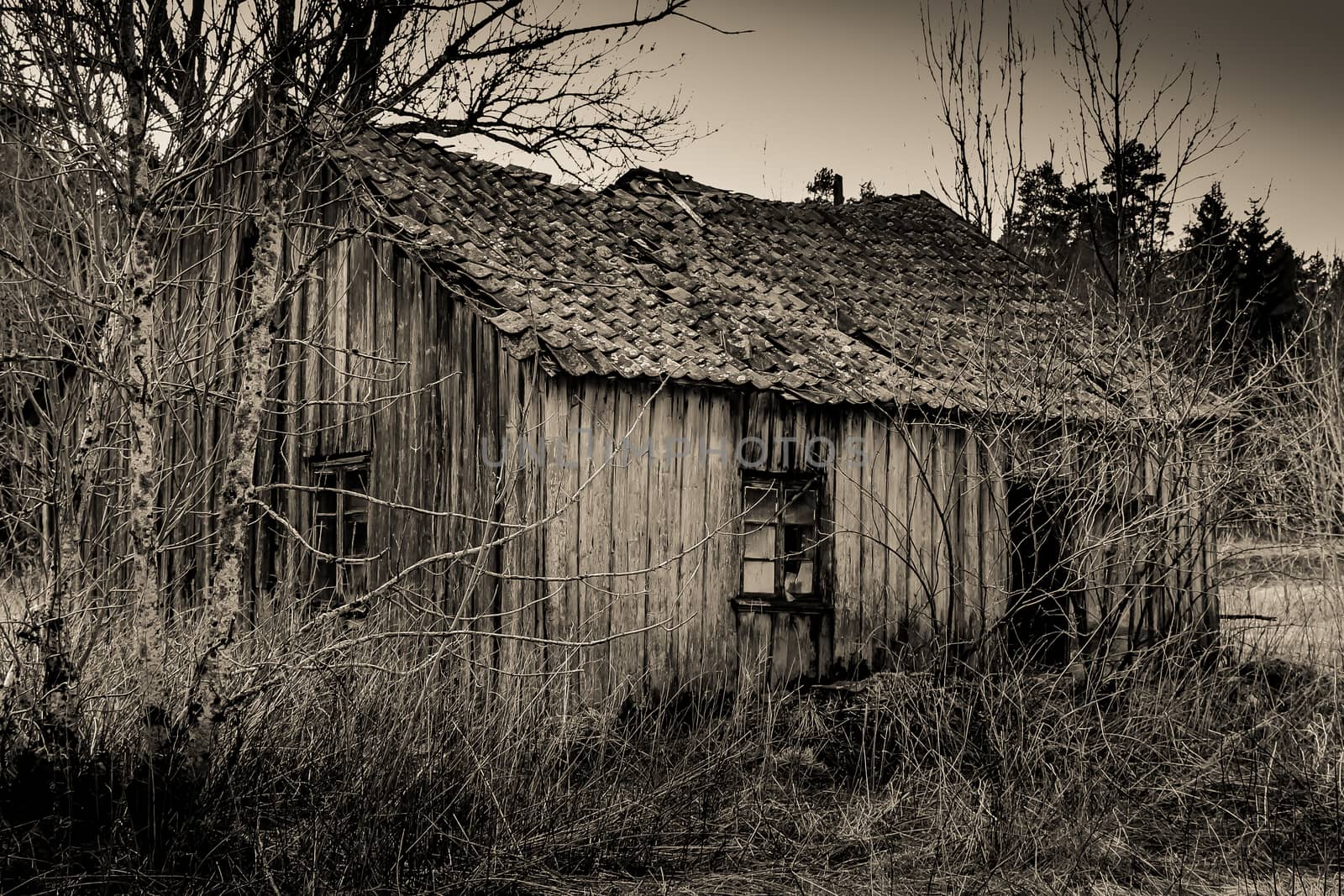 old abadoned cabin in the wood