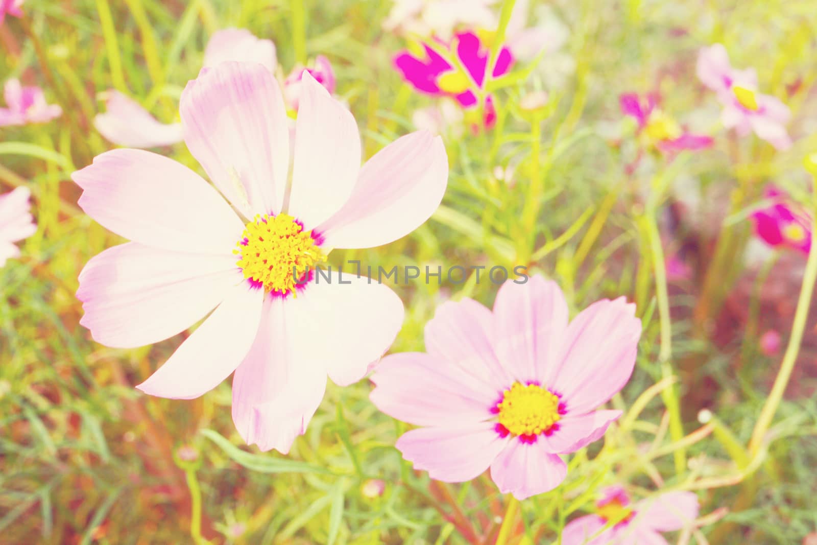Cosmos flowers on vintage tone by jakgree