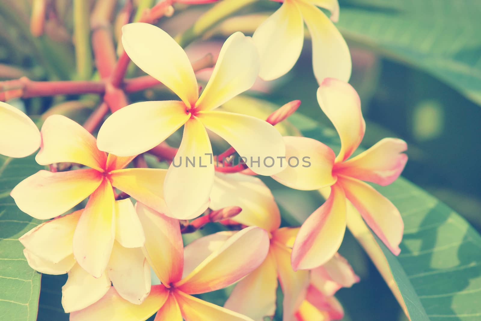 Branch of tropical flowers frangipani (Vintage Tone) by jakgree