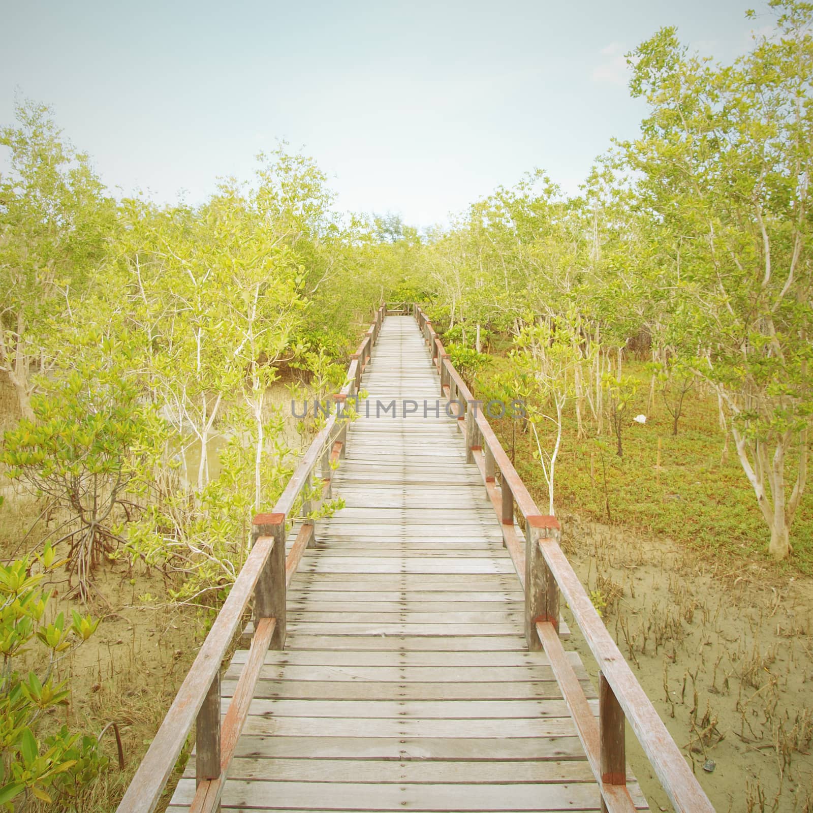 A wooden bridge on mangrove forest by jakgree