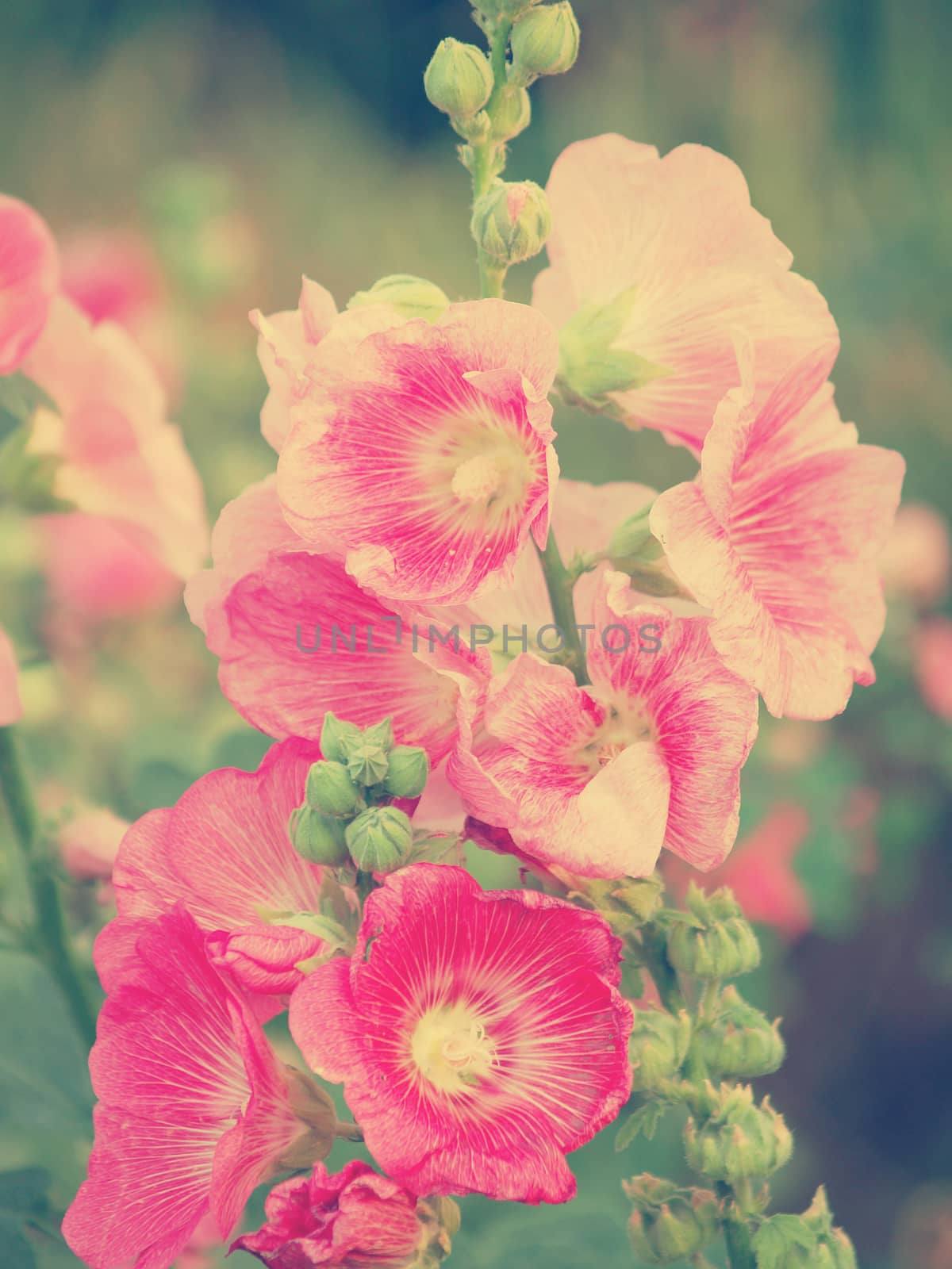 Pink hollyhock (Althaea rosea) blossoms vintage tone style by jakgree