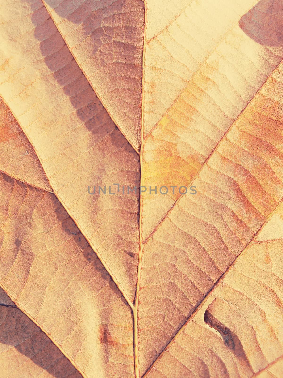 dry leaf on textured paper 