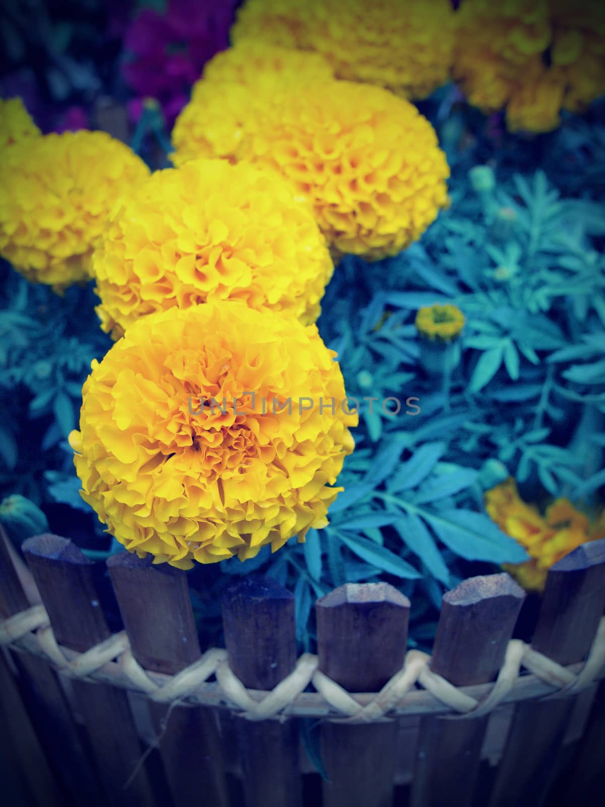 Vintage Marigold flower on wooden pot  by jakgree