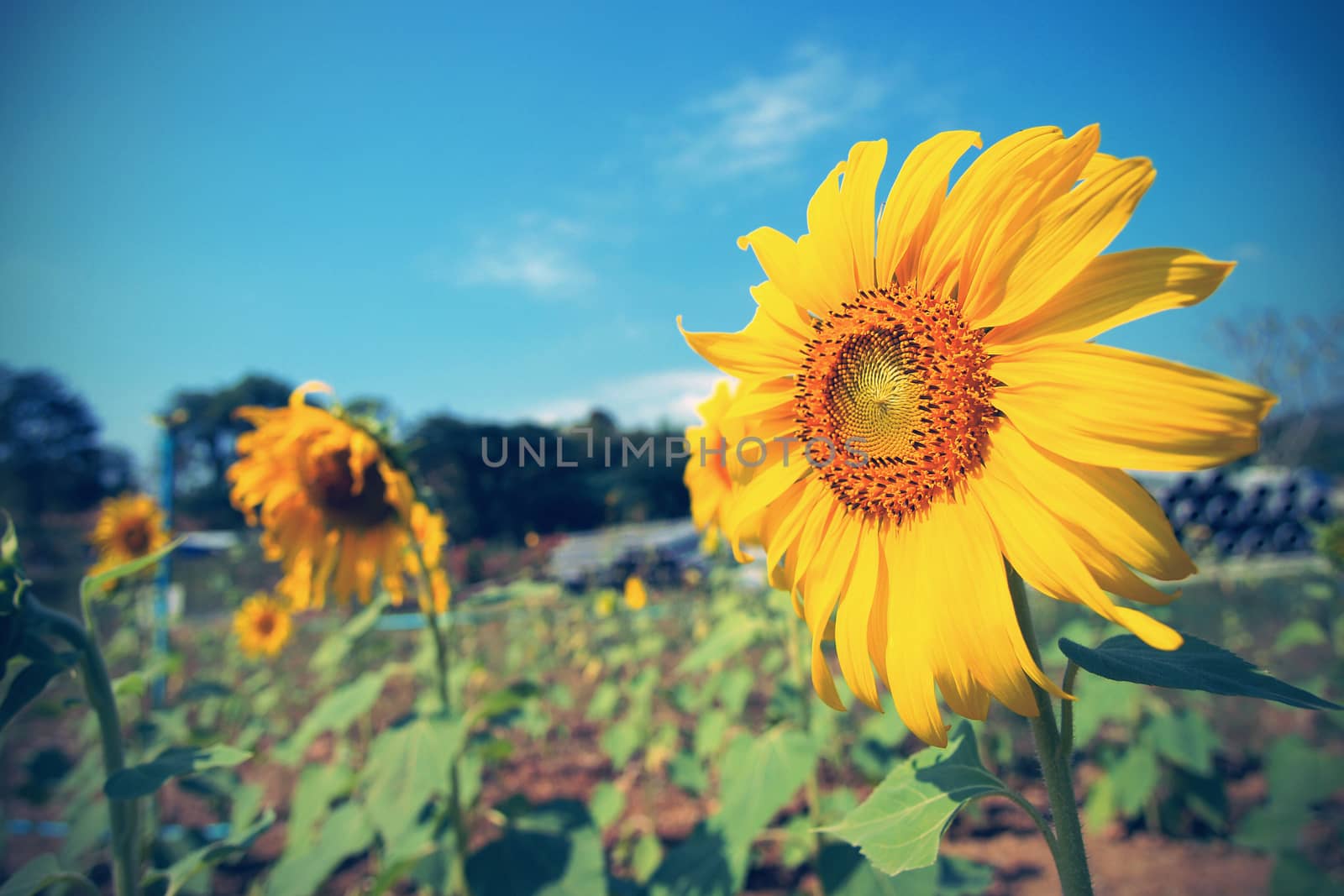 Vintage Sunflower against blue sky by jakgree