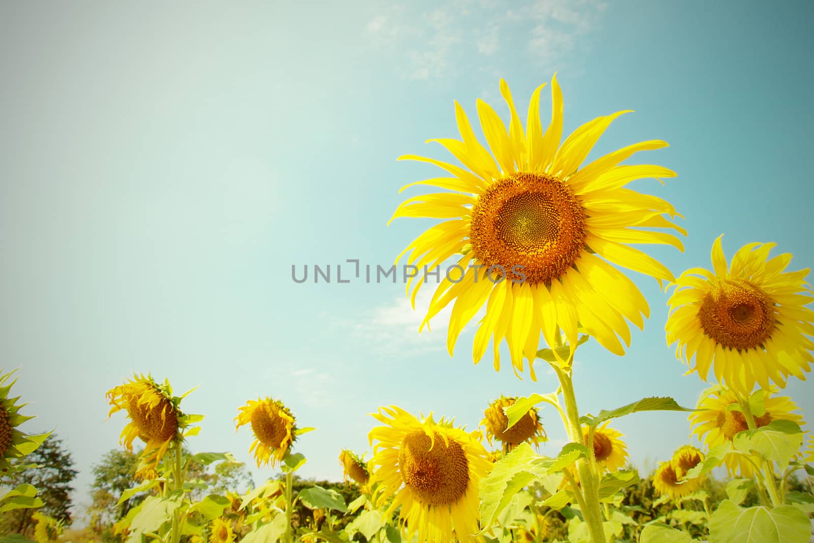 Vintage Sunflower by jakgree