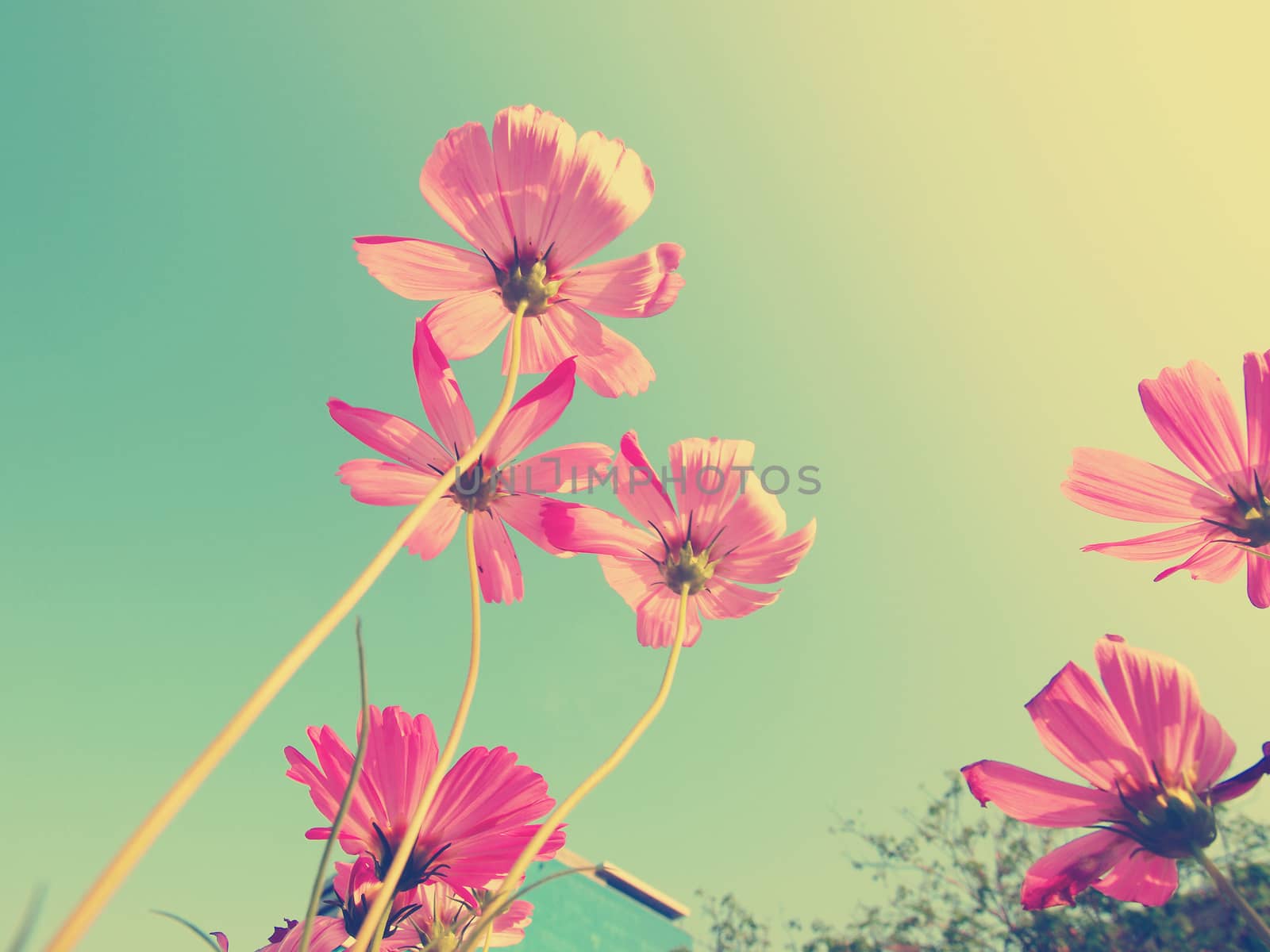 Cosmos flowers and blue sky (vintage tone)