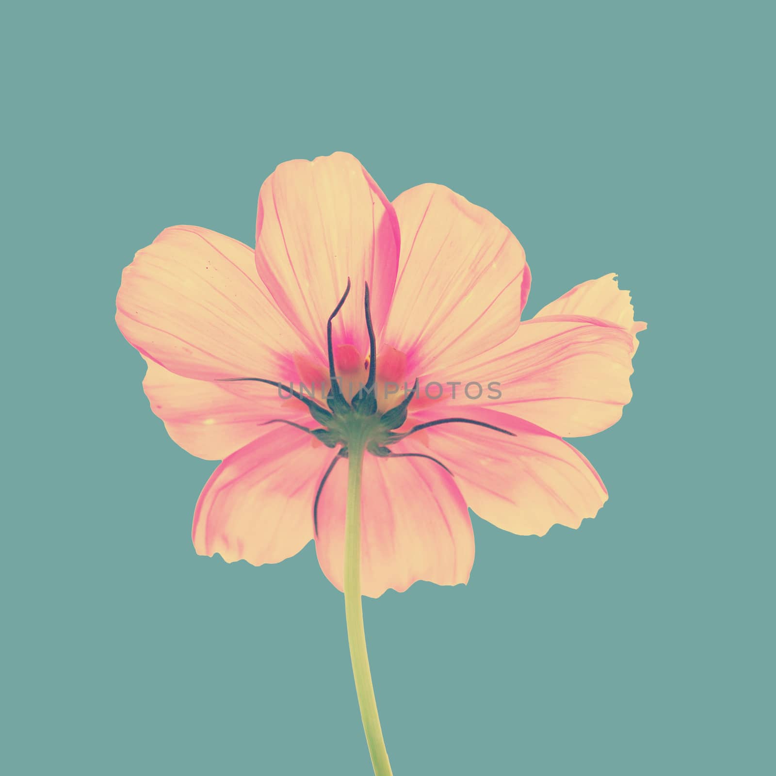 Pink flower of cosmos vintage tone style