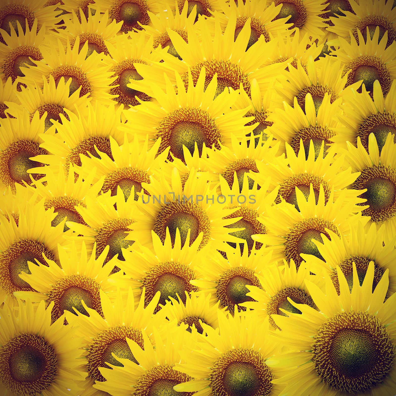 Vintage Sunflower petals closeup by jakgree