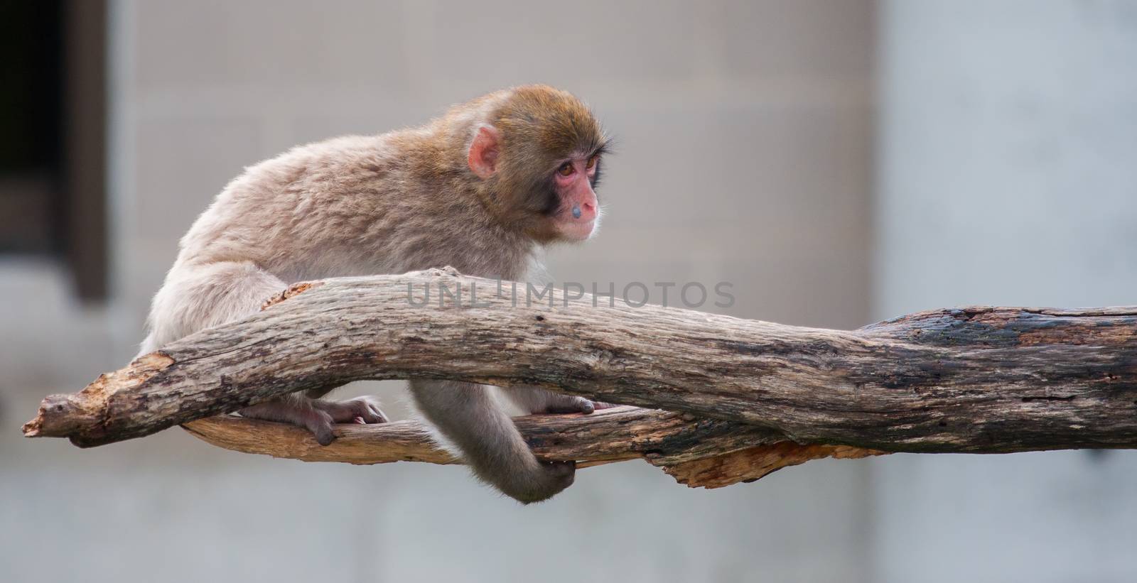 Macaque (Snow) Monkey's by Coffee999
