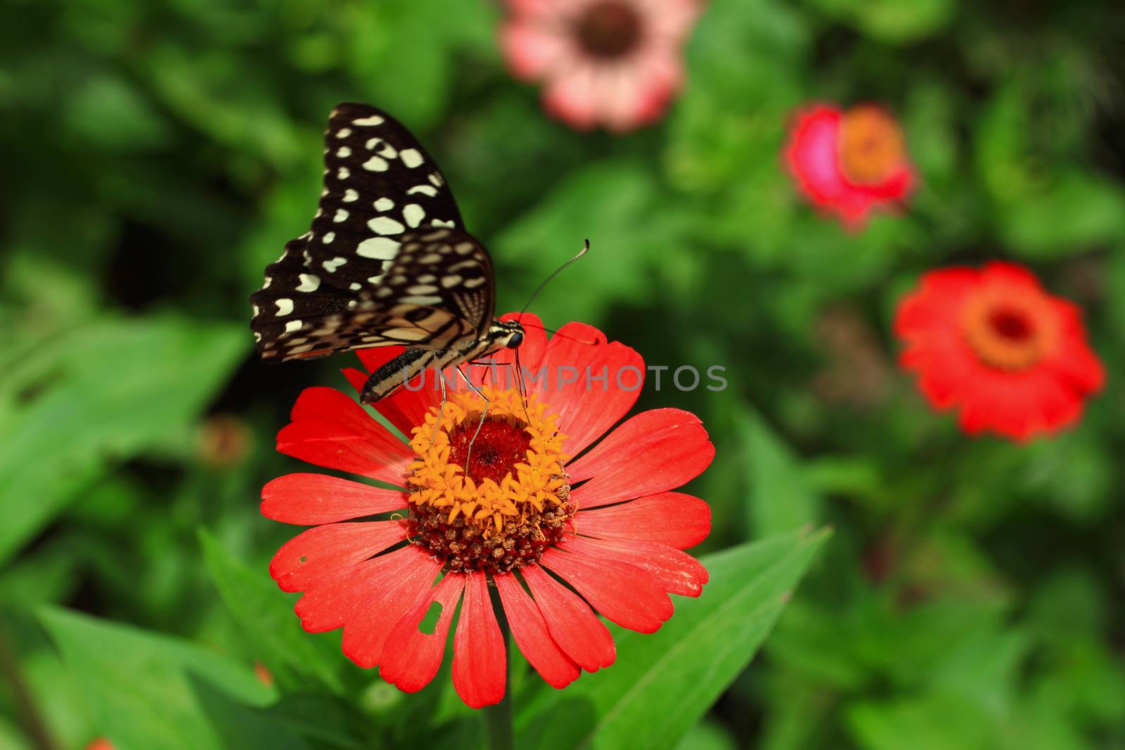 buterfly in the garden with red flower by ibahoh